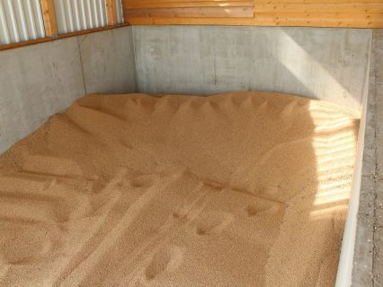 Corn_maize_in_drying_bay_1